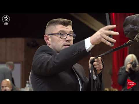 N.18 BENONA - Lier 2018 - Yearling Fillies (Class 1B)