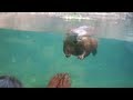 Say Hello To Justin Beaver