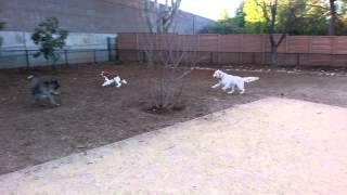 Henry, Tallie and Pepe