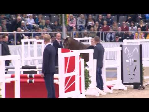 Conthalou -Equusstallions 2020