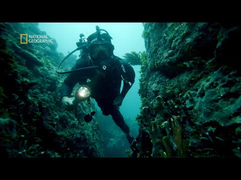 Podwodne koralowe słupy to największa tajemnica tego miejsca [Zaginione miasta]