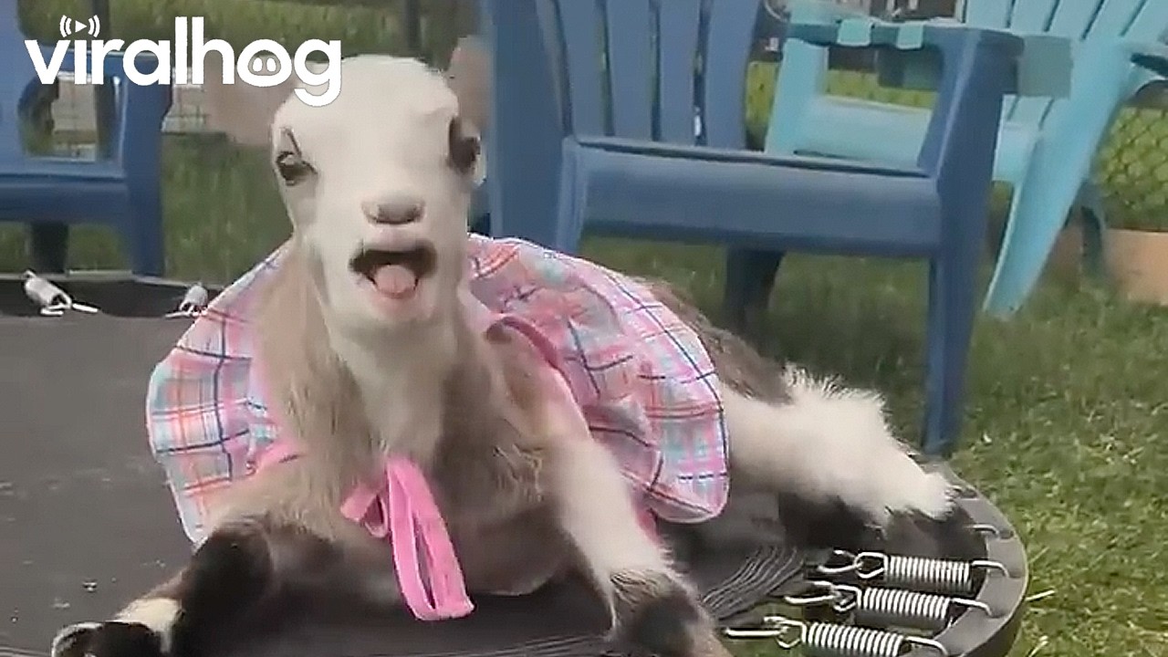Baby Goat: 0 Mini Trampoline: 1 || ViralHog