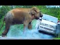 Wild Elephant Attack To Van Foreigners Passenger Run To The Jungle