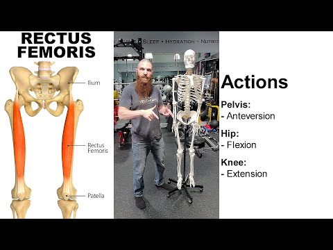 THE RECTUS FEMORIS MUSCLE: Skeletal Anatomy, Muscular Anatomy, Nerve Innervations, and Exercises!!!