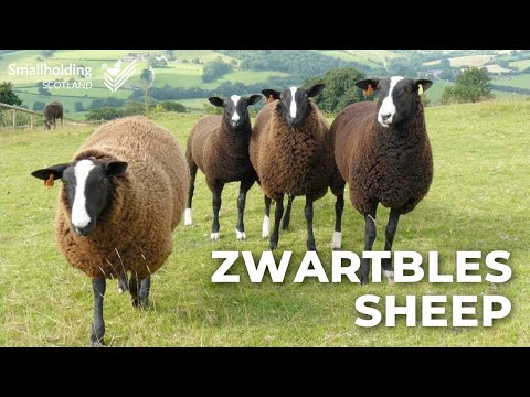 , title : 'Zwartbles Sheep - Livestock showcase - Scottish Smallholder Festival 2020'