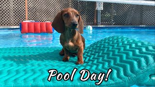 Mini dachshund puppy swims at the pool