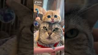 可愛い猫ちゃん親子💓💞