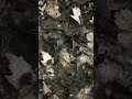 Hundreds of tadpole's in a puddle by trail.   https://youtube.com/channel/UCNwhLRcMlDE4krJh2OluCqg