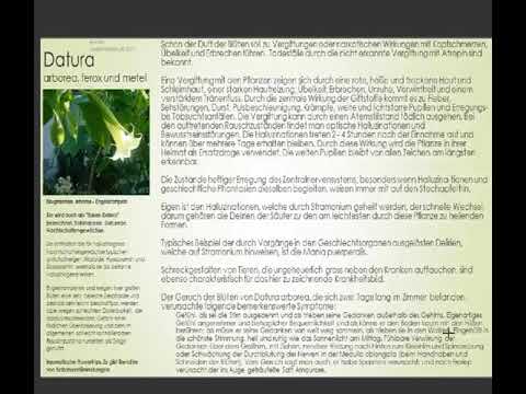 , title : 'Datura arborea - Engelstrompete - MM Z-A'