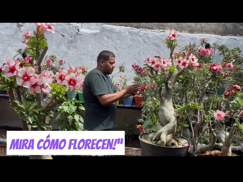 This is how she cares for her Desert Roses! Secrets to keep them blooming.