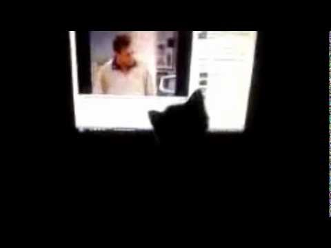Kittens Love Roseanne
