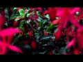 Iceage - How Many 