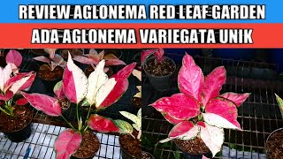 Download lagu Review aglonema di red leaf garden || Ada aglonema variegata unik mp3