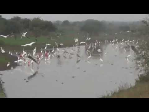 Al Pie del Arpa Llanera (El Cubiro) Luis Lozada