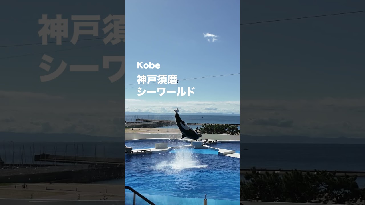 シャチパフォーマンスと南京町・元町グルメを一日で巡るモデルコース