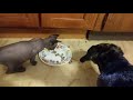 Bat Cat Eats With Bobo