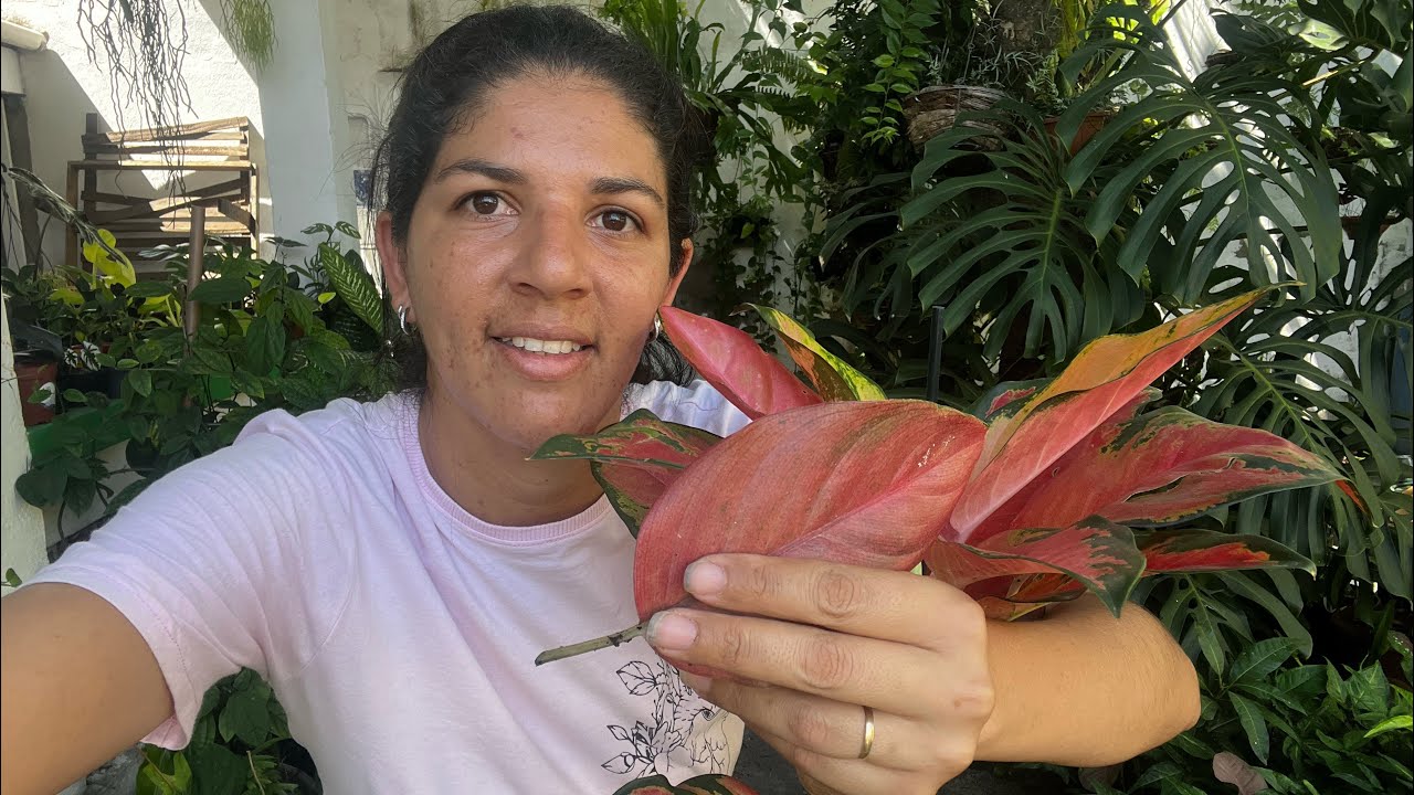 Como fazer mudas de aglaonema  por folhas ??😳😳😀