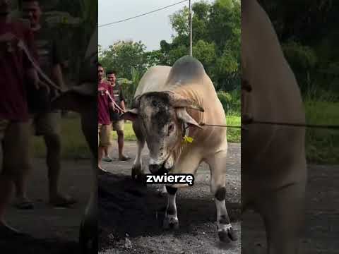 Dlaczego byki mają kolczyk w nosie? #shorts