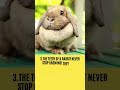 10 FUN RABBIT FACTS PART 1