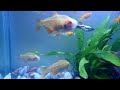 Ikan Hias Buenos Aires Albino