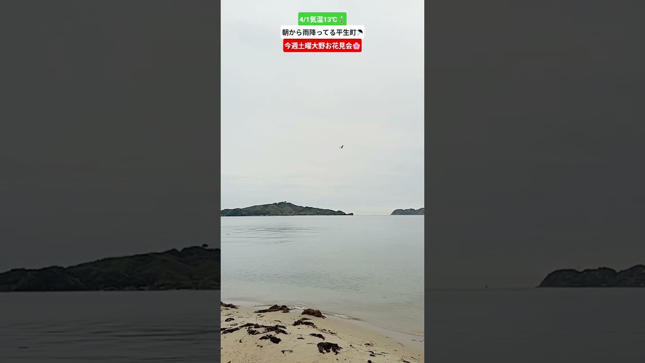 #瀬戸内海　#イタリアーノひらお　#平生町　#山口県平生町　#熊毛郡平生町　#オリーブ　#愛犬　#柴犬　　#毎日投稿　#丸山海浜パーク