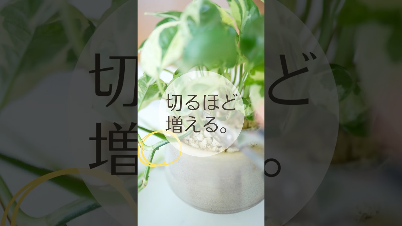 切るほど増えるポトス、1株→4株にする簡単な増やし方