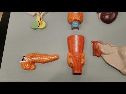 Glands of the Endocrine System