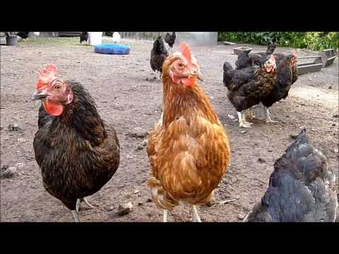 Glückliche Hühner,  Kalbe 2012, Huhn Hühner Chicken Cock Hahn