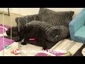 Schnoodle dogs for sale: Hunter - Video 1