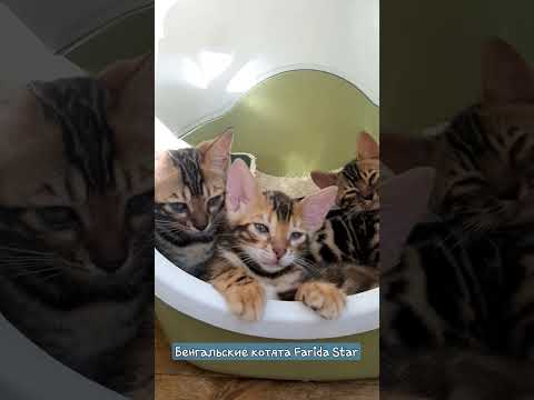 Бенгальские пупсятки. Есть доступные котятки. Доставку организуем. #faridastar #бенгальскийкотёнок