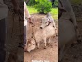 Punganuru Cows Meeting Miniature Punganuru Cow S Ancient Indian Brahman Breed Cows