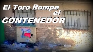 preview picture of video 'UN TORO ROMPE EL CONTENEDOR (Riopar Viejo)2014'