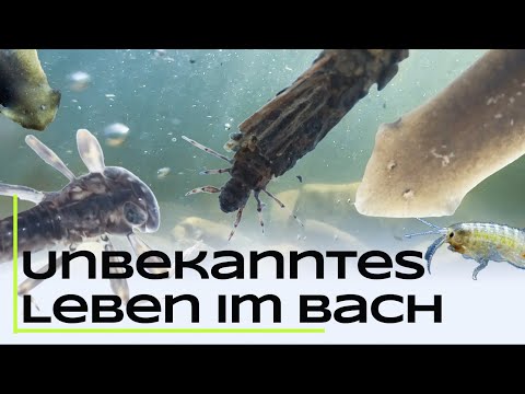 Unbekanntes Leben im Bach - Praktischer Gewässerschutz an der Hochschule