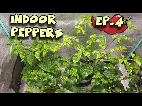 Growing HOT PEPPERS Indoors - Ep 4 - FLOWER TIME!
