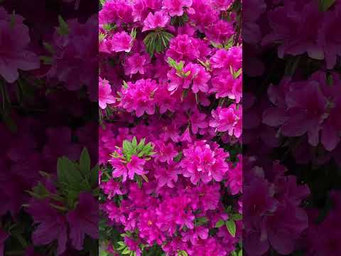  11月にアジサイを植えることはできますか？低木は寒さを恐れますか？  庭園