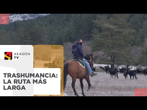 Trashumancia Ganaderia de Alicia Chico,Teruel a Jaen. Pasando por el Picazo.9 - 12 - 2025. 2 pt.