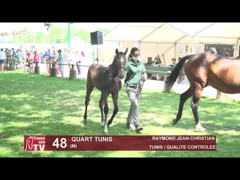 Sprinter Sacré Show 2021 : Lot 48 - Quart Tunis