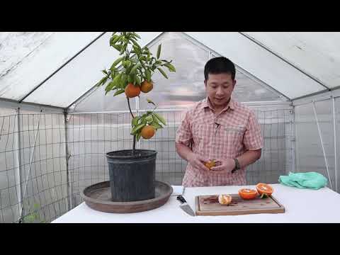Crazy About Citrus | Ep06 Cam Sanh / King Tangor Tasting