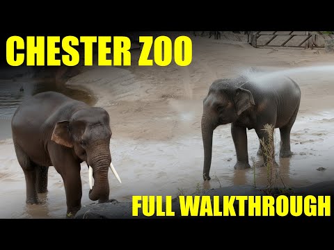 Chester Zoo Walking Tour - The Best Zoo in the Uk - Full Walkthrough
