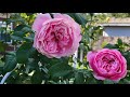 Souer Emmanuelle by Delbard - blooms in October