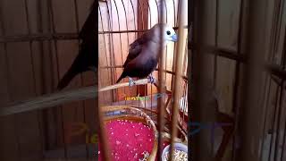 Download lagu Emprit rasa perkutut mp3