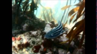 preview picture of video 'Quick diving video at Pringle Bay beach'