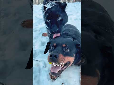Esta pantera negra trataba al perro como si fuerade su familia.#shorts #shortsviral #pets
