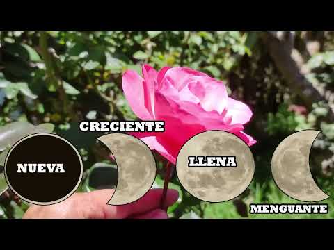Lunar phases for roses and rose bushes, transplanting, grafting, layering, pruning, spectacular r...