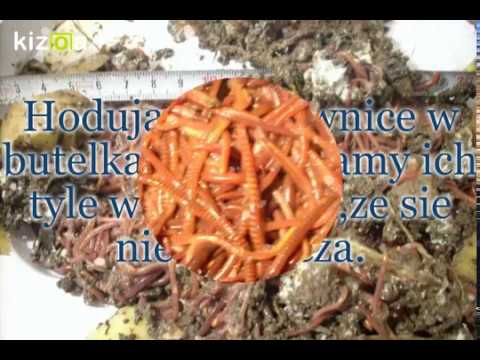 Jak zwiększyć jego penis załączników Małe białe pryszcze na penisie