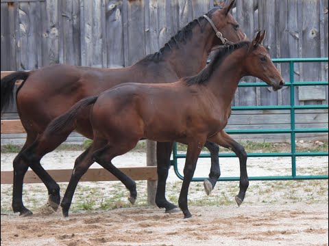 2021 Hanoverian Colt Diacontender by Diarado