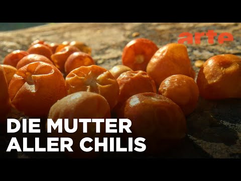 Chili aus Arizona, USA | Die Welt der Gewürze | ARTE Fernweh