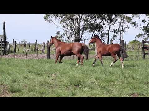 Estrela de Ferradura