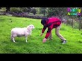 Funny Goats Attacking People Sheep Fight Angry Goat