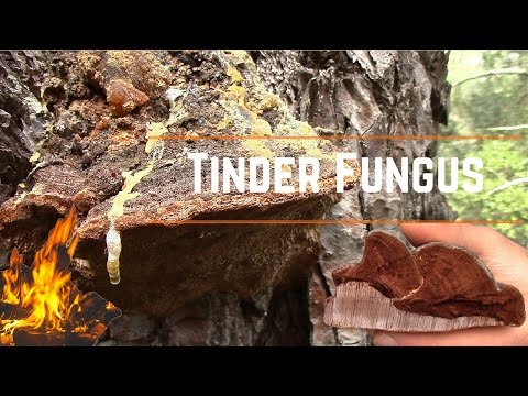 Candele per bambini da parassiti Specie dei parassiti che vivono in intestini